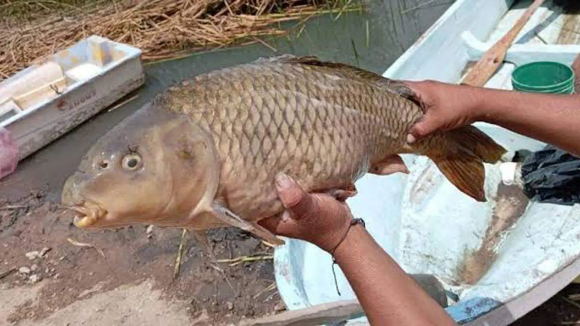 Un estudio reveló la disminución de oxígeno y el aumento de amonio como factores en la mortandad de peces en la Laguna Grande